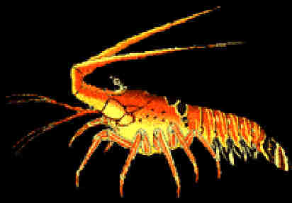 100 % naturel, extrait de la carapace de crevettes et autres crustacs